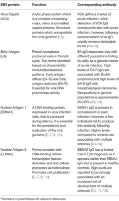 The Potential for EBV Vaccines to Prevent Multiple Sclerosis